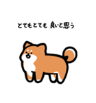いつでも使える柴犬（赤柴）（個別スタンプ：5）