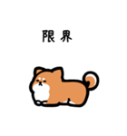 いつでも使える柴犬（赤柴）（個別スタンプ：8）