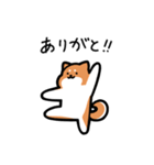 いつでも使える柴犬（赤柴）（個別スタンプ：9）