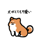 いつでも使える柴犬（赤柴）（個別スタンプ：11）