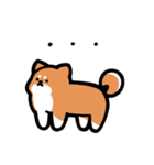いつでも使える柴犬（赤柴）（個別スタンプ：12）