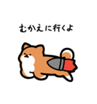 いつでも使える柴犬（赤柴）（個別スタンプ：16）