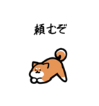 いつでも使える柴犬（赤柴）（個別スタンプ：17）