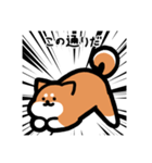 いつでも使える柴犬（赤柴）（個別スタンプ：18）