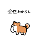 いつでも使える柴犬（赤柴）（個別スタンプ：24）