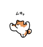いつでも使える柴犬（赤柴）（個別スタンプ：31）