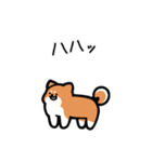 いつでも使える柴犬（赤柴）（個別スタンプ：32）