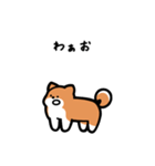 いつでも使える柴犬（赤柴）（個別スタンプ：33）
