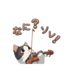 バイオリンねこ（個別スタンプ：38）