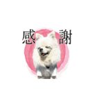 毎日ぽぽ♡（個別スタンプ：20）