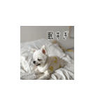 毎日ぽぽ♡（個別スタンプ：31）