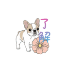 フレンチブルドッグ（ハニーパイド）（個別スタンプ：4）