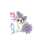 フレンチブルドッグ（ハニーパイド）（個別スタンプ：24）