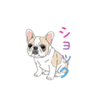 フレンチブルドッグ（ハニーパイド）（個別スタンプ：30）