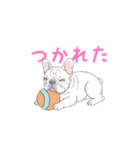 フレンチブルドッグ（クリーム）（個別スタンプ：24）