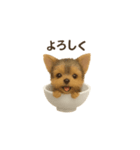 お茶碗犬 おちゃわんわん チワワヨーキー（個別スタンプ：17）