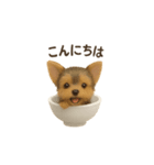 お茶碗犬 おちゃわんわん チワワヨーキー（個別スタンプ：18）