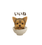 お茶碗犬 おちゃわんわん チワワヨーキー（個別スタンプ：20）
