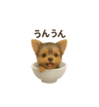 お茶碗犬 おちゃわんわん チワワヨーキー（個別スタンプ：21）