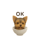 お茶碗犬 おちゃわんわん チワワヨーキー（個別スタンプ：22）