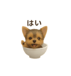 お茶碗犬 おちゃわんわん チワワヨーキー（個別スタンプ：23）