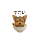 お茶碗犬 おちゃわんわん チワワヨーキー（個別スタンプ：24）