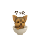 お茶碗犬 おちゃわんわん チワワヨーキー（個別スタンプ：26）