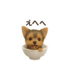 お茶碗犬 おちゃわんわん チワワヨーキー（個別スタンプ：27）