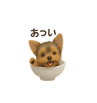 お茶碗犬 おちゃわんわん チワワヨーキー（個別スタンプ：28）