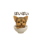 お茶碗犬 おちゃわんわん チワワヨーキー（個別スタンプ：30）