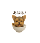 お茶碗犬 おちゃわんわん チワワヨーキー（個別スタンプ：32）
