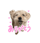 チワプーむぎくん（個別スタンプ：1）