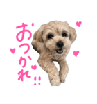 チワプーむぎくん（個別スタンプ：4）