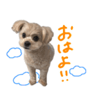 チワプーむぎくん（個別スタンプ：5）