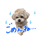 チワプーむぎくん（個別スタンプ：6）