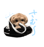 チワプーむぎくん（個別スタンプ：8）