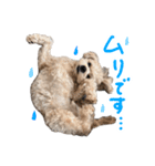 チワプーむぎくん（個別スタンプ：9）