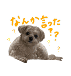チワプーむぎくん（個別スタンプ：10）