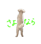 チワプーむぎくん（個別スタンプ：11）