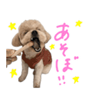 チワプーむぎくん（個別スタンプ：12）