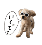 チワプーむぎくん（個別スタンプ：13）