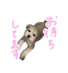 チワプーむぎくん（個別スタンプ：14）