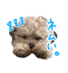 チワプーむぎくん（個別スタンプ：16）