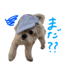 チワプーむぎくん（個別スタンプ：18）