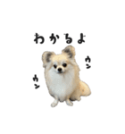 エブリデイ碧（個別スタンプ：31）