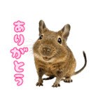 デグーのほっこり日和（個別スタンプ：2）