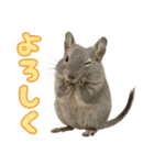 デグーのほっこり日和（個別スタンプ：5）