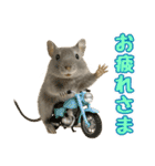 デグーのほっこり日和（個別スタンプ：6）