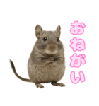 デグーのほっこり日和（個別スタンプ：7）