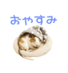 デグーのほっこり日和（個別スタンプ：8）